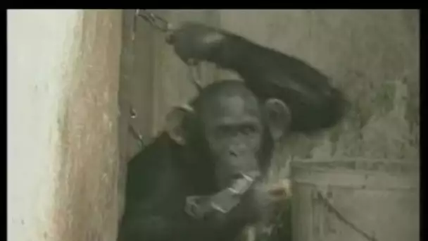 Les singes à l'origine du Sida - Archive vidéo INA