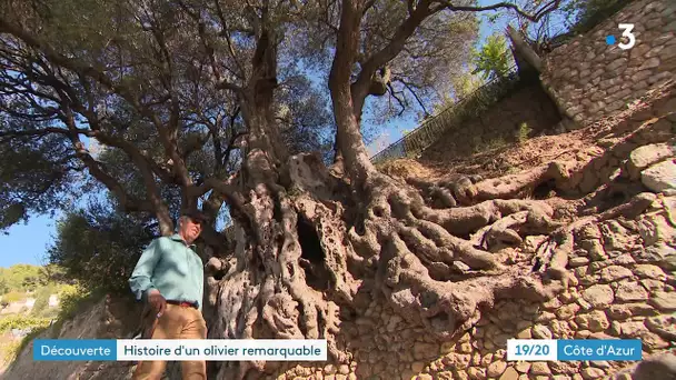 L'olivier millénaire de Roquebrune, le plus vieil arbre de France avec ses 2 500 ans