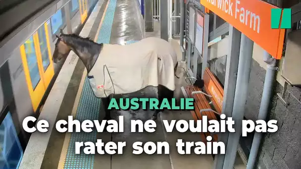 À Sydney, ce cheval en fugue ne voulait pas rater son train