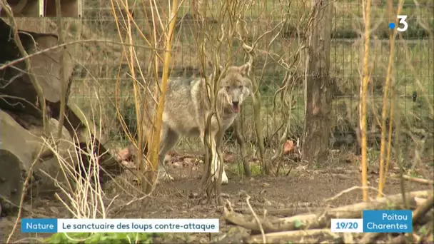 Deux-Sèvres : le Sanctuaire des loups menacé par une demande d'indemnisation d'un éleveur