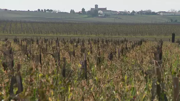 Rencontre avec des pionniers de l’agroécologie en Charente-Maritime