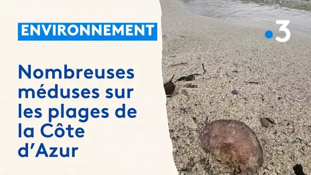 Est-il normal d'avoir autant de méduses sur les plages de la Côte d’Azur en ce début d'année ?