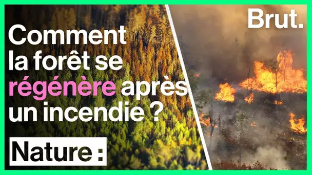 Comment la forêt se régénère après un incendie
