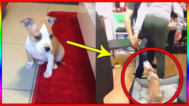 MON AMERICAN STAFF GRANDIT ET DEVIENT MÉCHANTE ? ELLE A DEJA ATTAQUÉ MOMO !