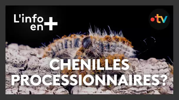 L'info en plus : Attention aux chenilles processionnaires