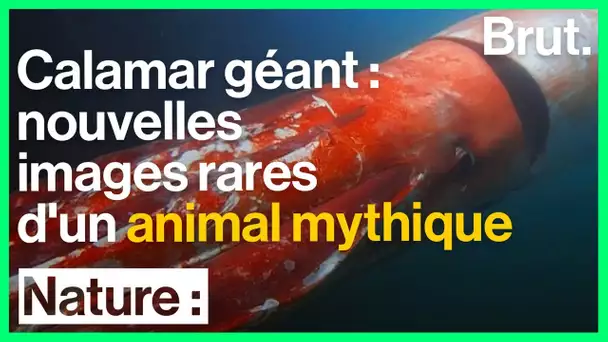 Images rares : un calamar géant filmé au large des États-Unis