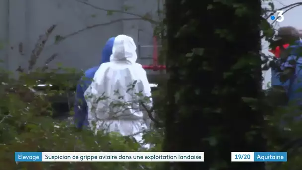 Premier cas de grippe aviaire en France