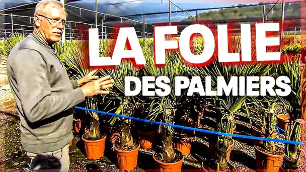 La folie des palmiers