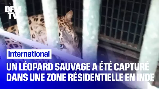 En Inde, un léopard sauvage s'est introduit dans une maison avant d'être capturé