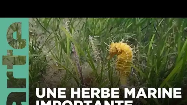 Espagne: la posidonie, une herbe marine menacée - ARTE