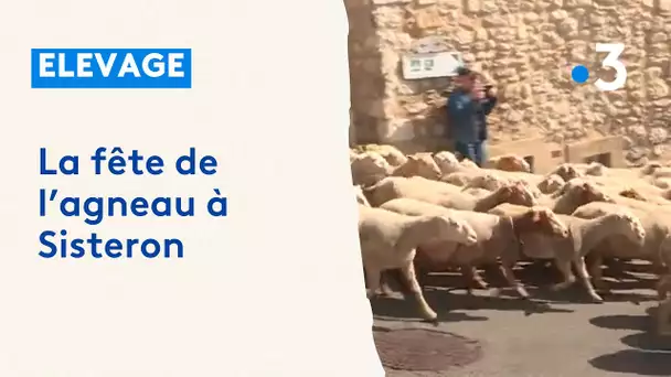 Agriculture : la fête de l'agneau à Sisteron pour se rapprocher des consommateurs