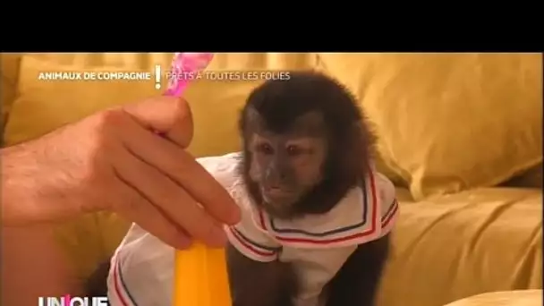 J'ai un singe comme animal de compagnie