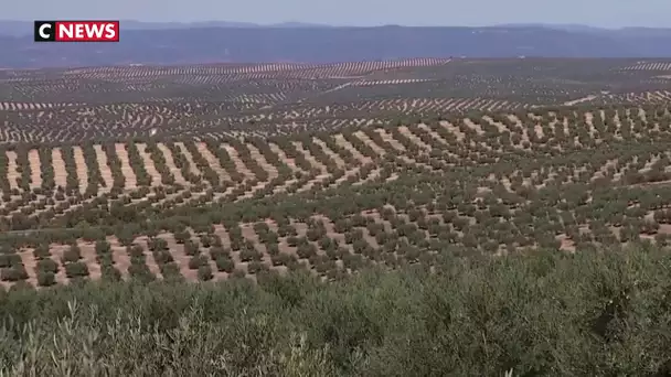 Les taxes américaines menacent les producteurs espagnols d’huile d’olive