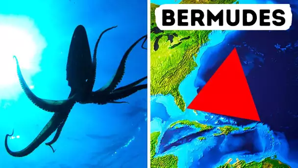 Les calmars géants pourraient résoudre le mystère du Triangle des Bermudes