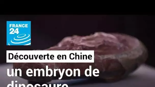 Chine : un embryon de dinosaure parfaitement fossilisé découvert • FRANCE 24