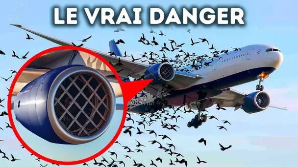 Pourquoi les Avions n’ont pas de Barrière Pour les Oiseaux