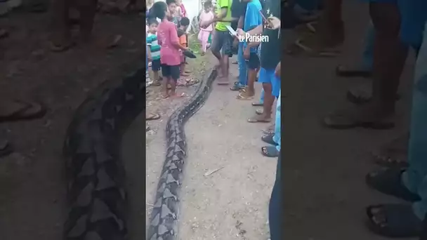 Un python de 8 mètres de long retrouvé dans un jardin