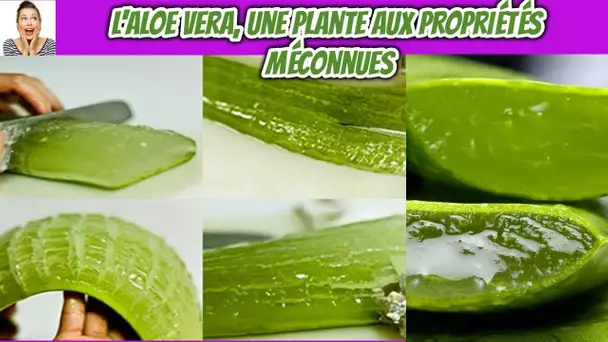 5 bienfaits surprenants de l&#039;Aloe Vera pour la santé des hommes