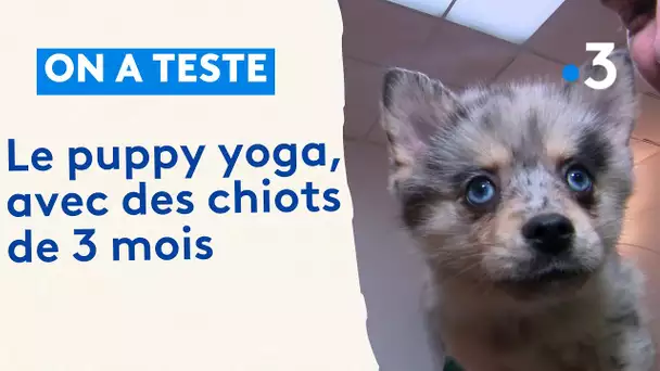 On a testé... le puppy yoga, avec des chiots de trois mois !