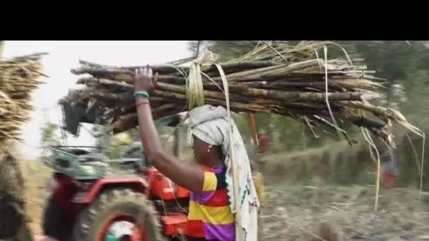 Inde : les forçats de la canne à sucre, esclaves d’une méga-industrie • FRANCE 24