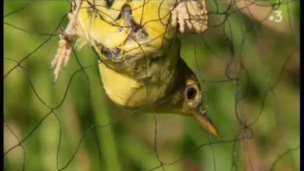 La biodiversité en danger dans la plaine de Caen