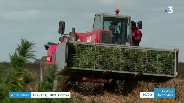 Agriculture : du CBD, 100% Poitou