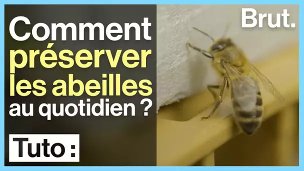 Comment préserver les abeilles au quotidien ?