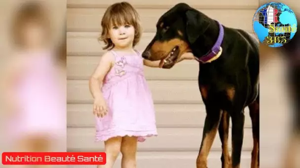 Les parents sont choqués lorsque le Doberman attaque leur petite fille. Ils le remercient