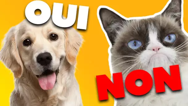 Top 7 des raisons "scientifiques" de préférer les chiens aux chats