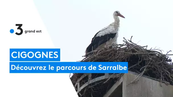 Découvrez le parcours cigognes de Sarralbe