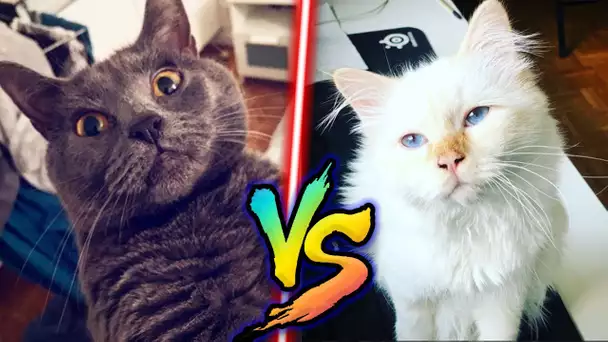 MES CHATS FONT UN DUEL !