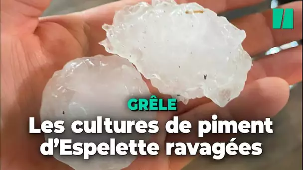 Un violent orage de grêle ravage les cultures de piment d'Espelette