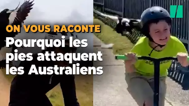 En Australie les pies attaquent les passants et les cyclistes, mais ce n’est pas gratuit