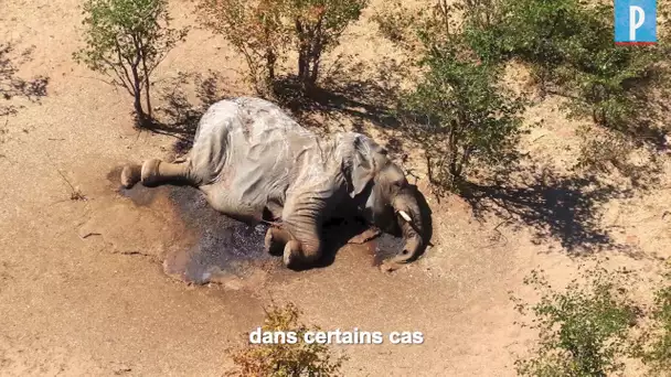 Botswana : mort mystérieuse d'au moins 275 éléphants