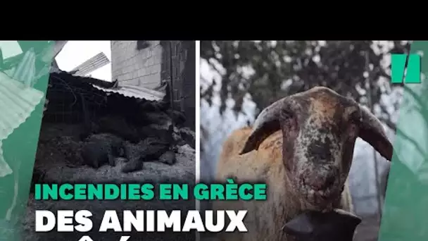 En Grèce, moutons, lapins, chiens pris au piège des flammes