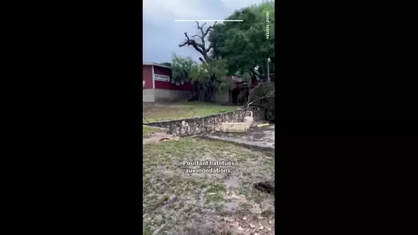 Le Texas sous le choc après des inondations meurtrières