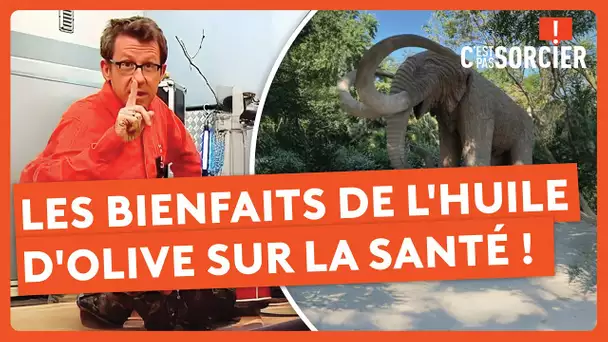 Les Mammouth étaient les plus forts ? - C'est pas sorcier