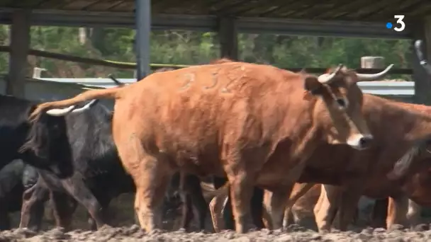 Les éleveurs de vaches landaises redoutent de devoir tuer leurs bêtes faute de revenus