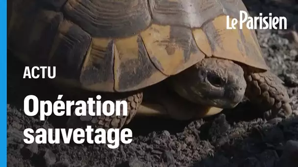 Incendie dans le Var : opération sauvetage des tortues d’Hermann d’une réserve naturelle