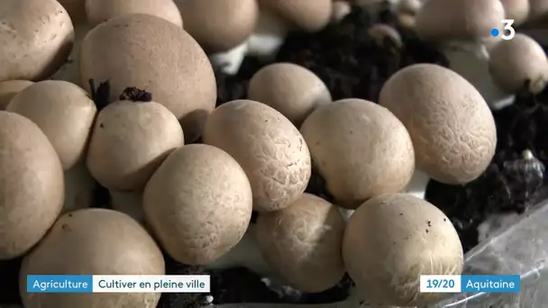 Bordeaux : une ferme urbaine produit endives et champignons dans des caves d'immeubles