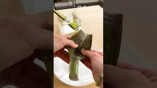 Voici l’intérieur d’une feuille d’Aloe Vera ! #shorts
