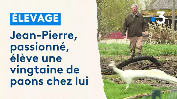 Passionné par les paons depuis plus de 50 ans, Jean-Pierre en élève une vingtaine chez lui