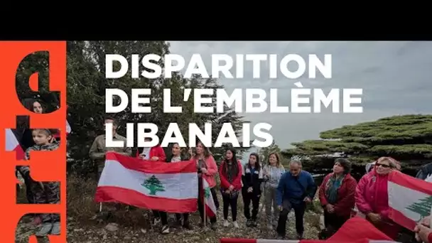 Liban : tant qu'il y aura des cèdres - ARTE