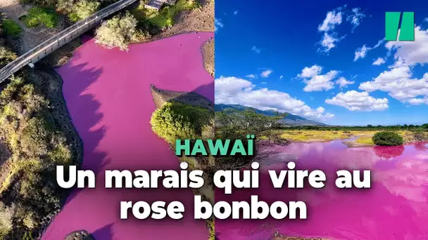 Ce marais à Hawaï est mystérieusement devenu rose