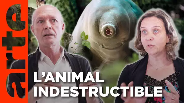 Ils étudient le Tardigrade, le plus étonnant des animaux | ARTE
