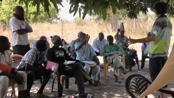 Sénégal : La Déclaration de Djimini