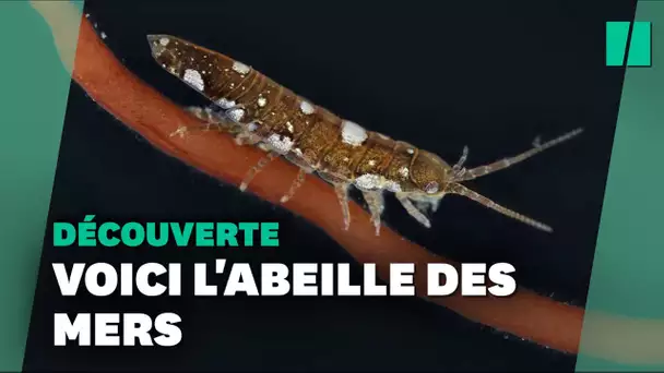 Avec l’idotée, ces chercheurs français ont découvert une « abeille de mer »