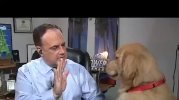 Le monsieur météo de Tampa interrompu en direct par son adorable labrador, les...