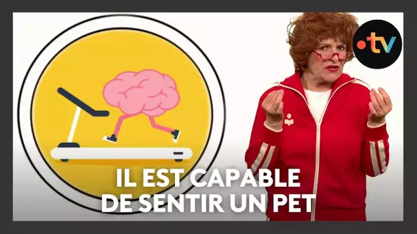 La leçon d'alsacien : "il est capable de sentir un pet dans l'obscurité"