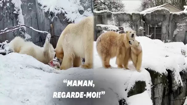 Ce bébé ours polaire cherche à tout prix l'attention de sa mère, et c'est adorable